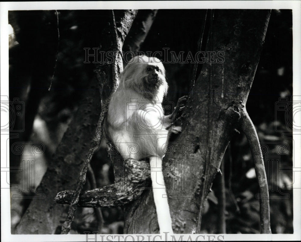 1995 Press Photo Golden Lion Tamarin Monkey - RRW02255 - Historic Images