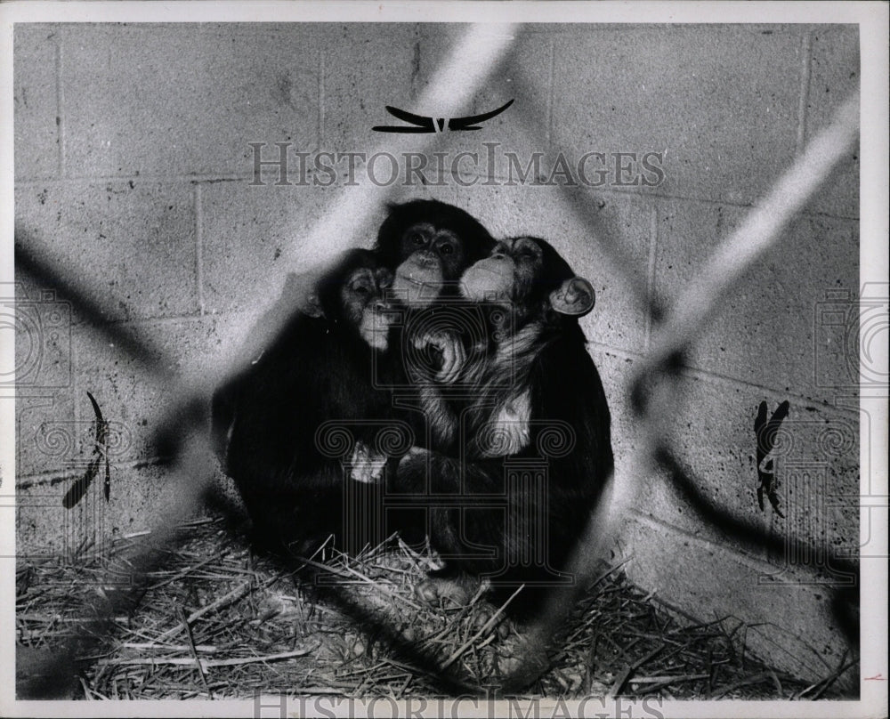 1971 Press Photo Three Chimpanzees Sleep - RRW02355 - Historic Images