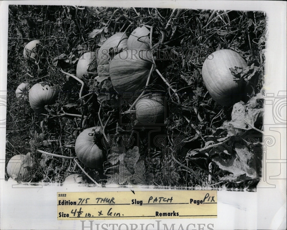 1973 Press Photo Pumpkins Halloween - RRW02491 - Historic Images