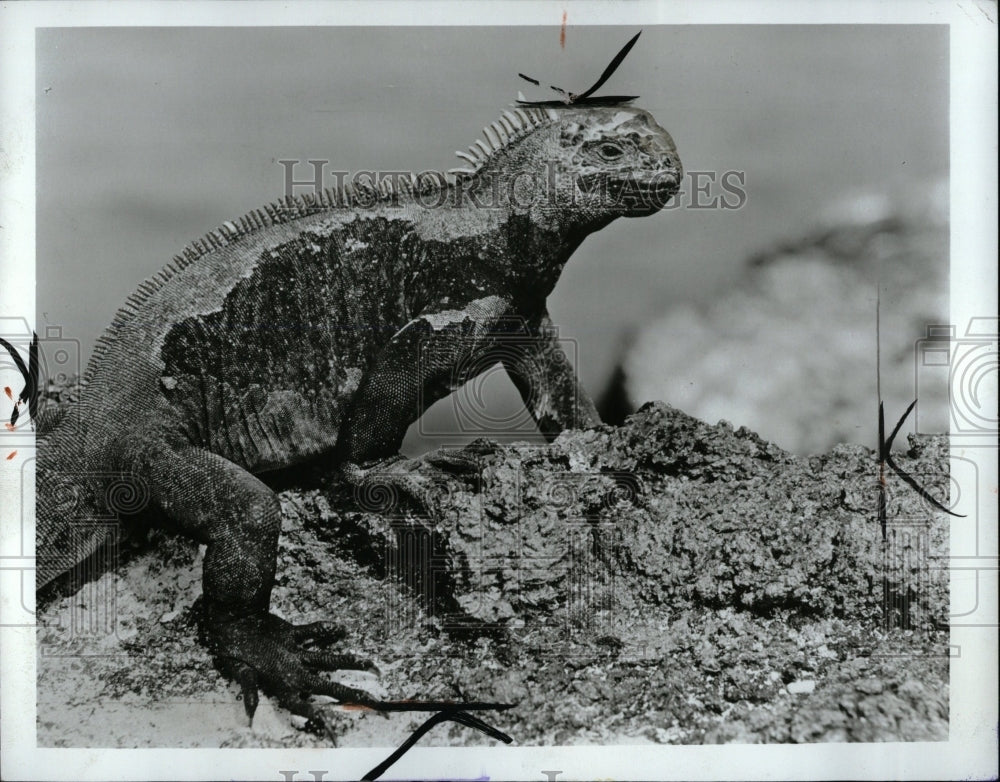 1971 Press Photo Iguana - RRW02845 - Historic Images