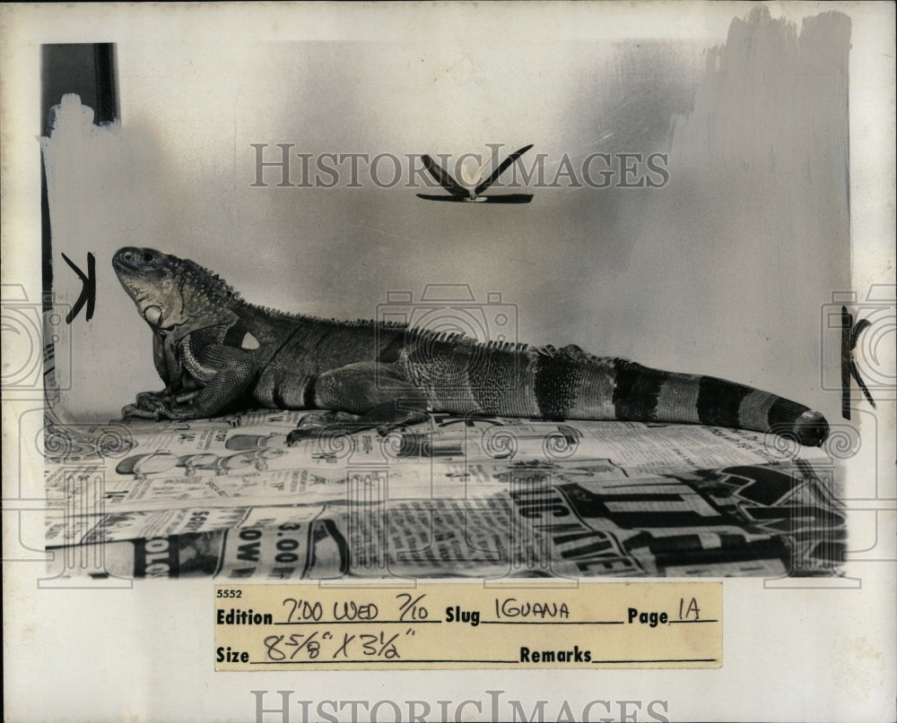 1974 Press Photo Iguana Found by Children and Dog - RRW02847 - Historic Images