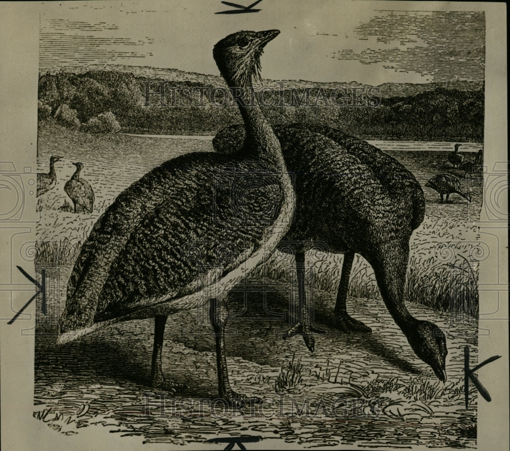 1930 Press Photo Bustard Bird Old World Australia - RRW02985 - Historic Images