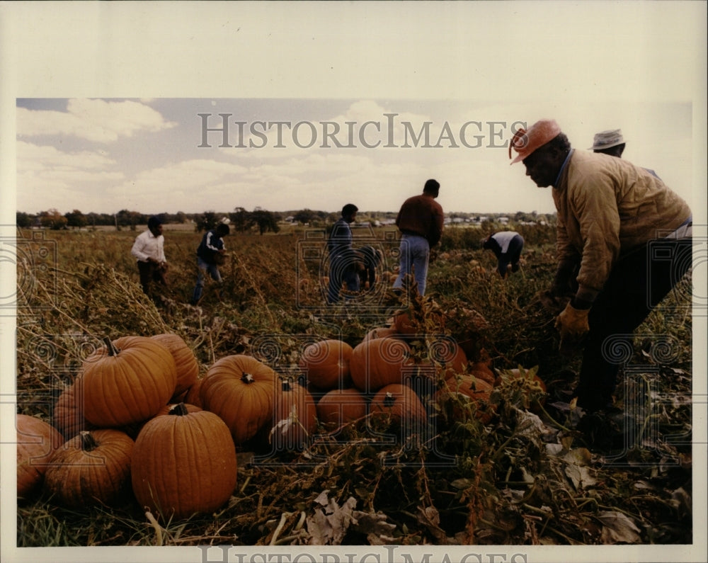 1991 Press Photo Pumpkins Mich. - RRW03135 - Historic Images