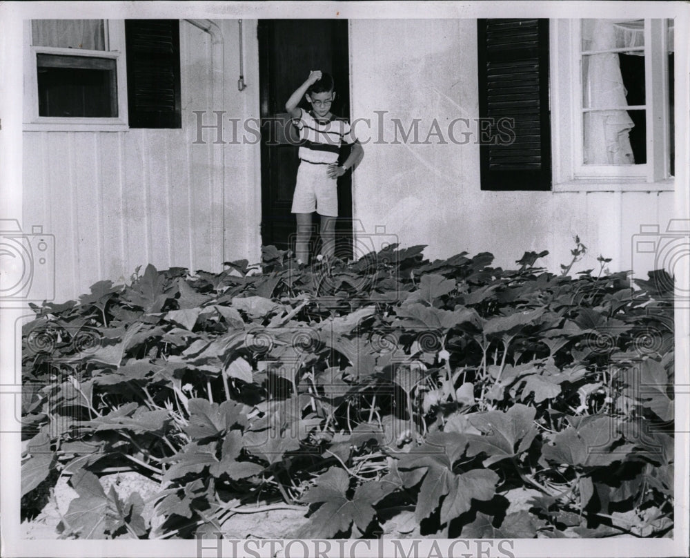 1959 Press Photo Patio Pumpkin Patch Child - RRW03153 - Historic Images