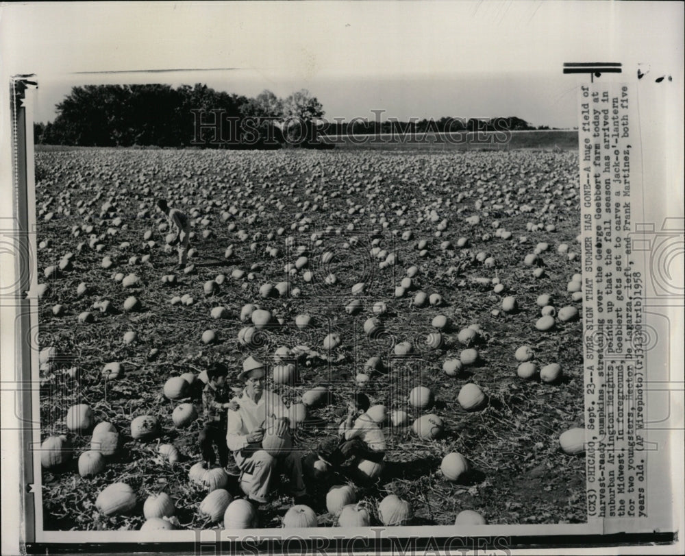 1958 Press Photo Harvest Ready Pumpkin Field Chicago - RRW03161 - Historic Images