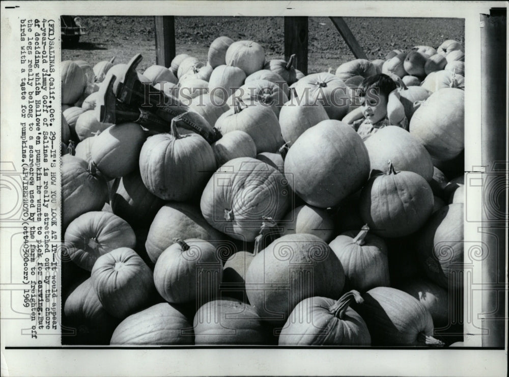 1969 Press Photo Boy in pumpkin patch search - RRW03167 - Historic Images