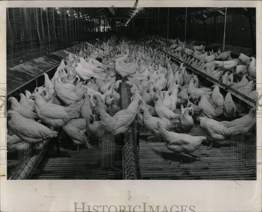 1971 Press Photo Hen House Farm - RRW03265 - Historic Images