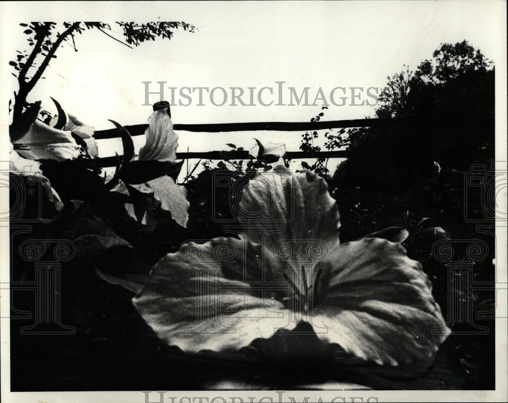 1980 Press Photo Flower White Trillium Ryerson - RRW03577 - Historic Images