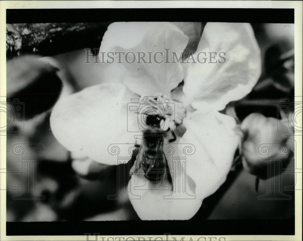 1987 Press Photo Bee Collects Nectar Pollen Flower - RRW04527 - Historic Images
