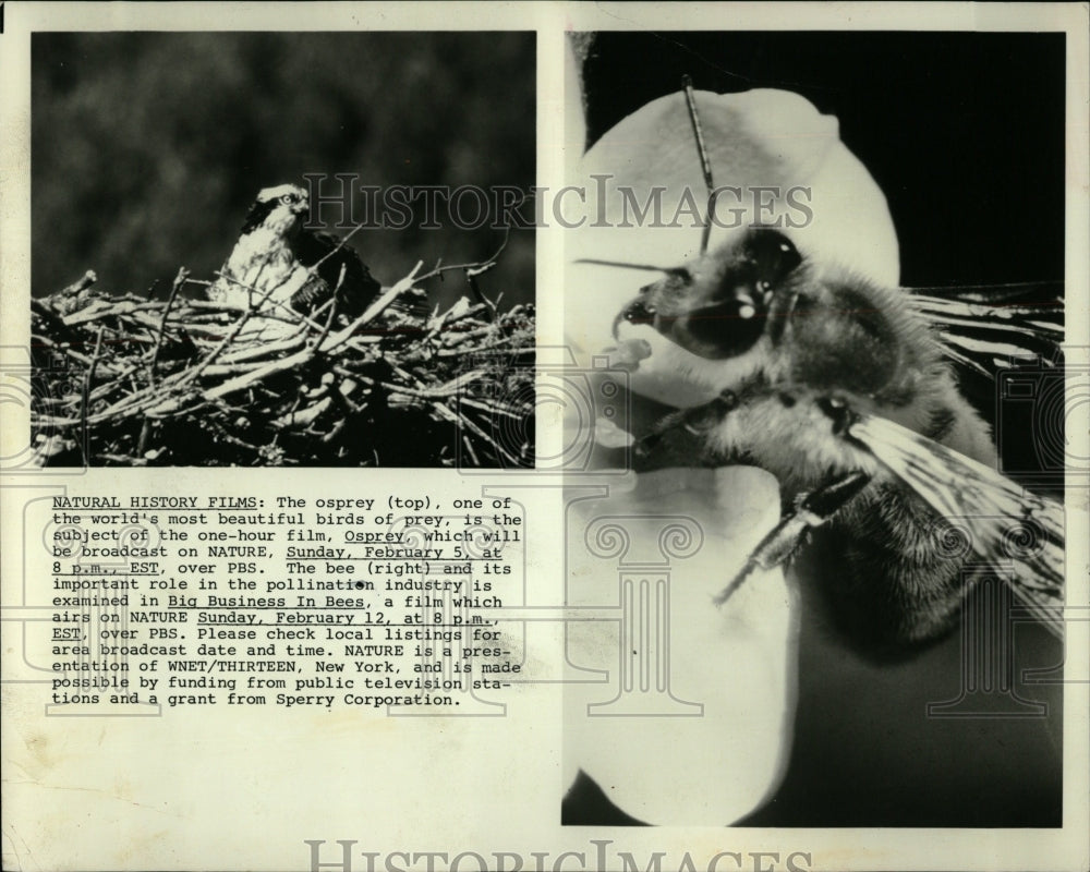 1987 Press Photo The Osprey Nature film birds prey - RRW04529 - Historic Images