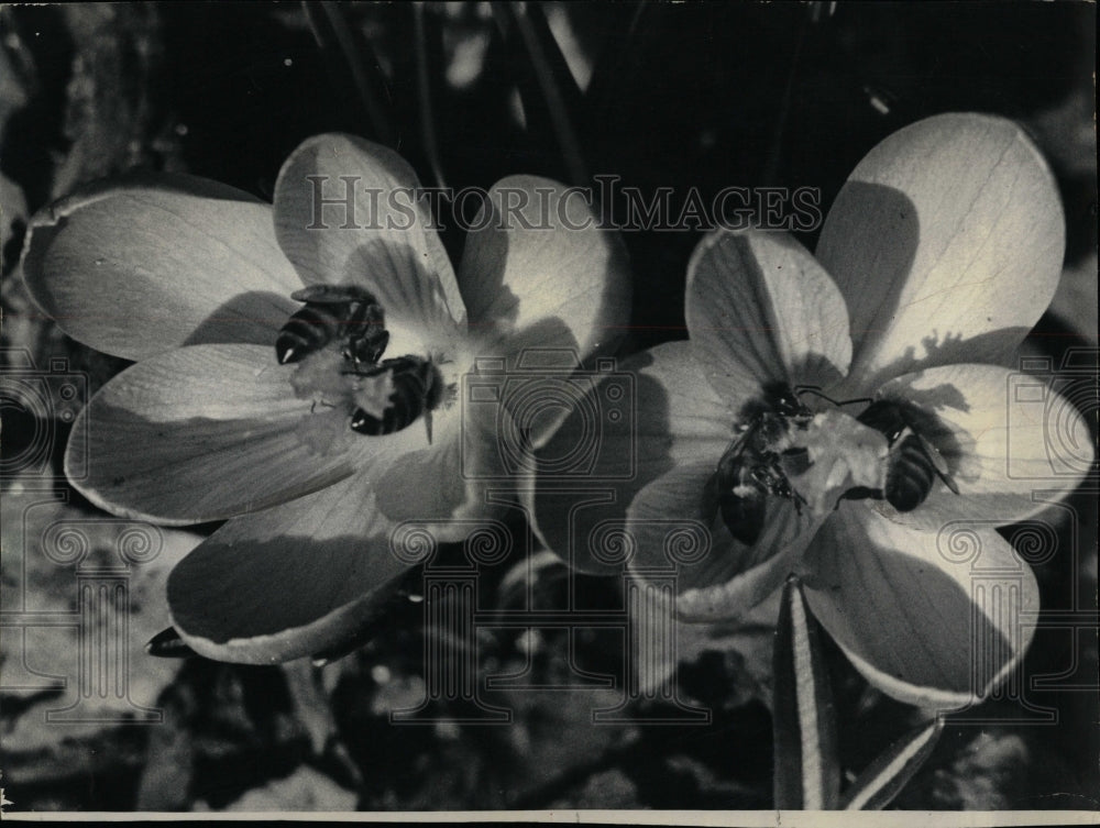 1973 Press Photo Bees Crocuses - RRW04535 - Historic Images