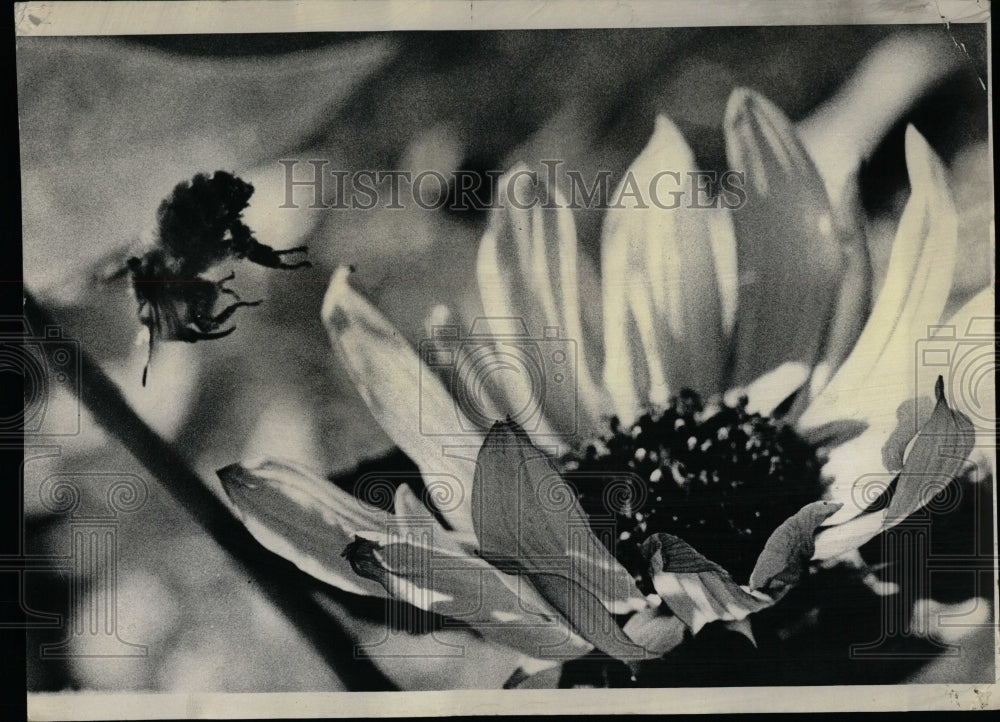 1972 Press Photo Bee insects weather fading honey plant - RRW04537 - Historic Images