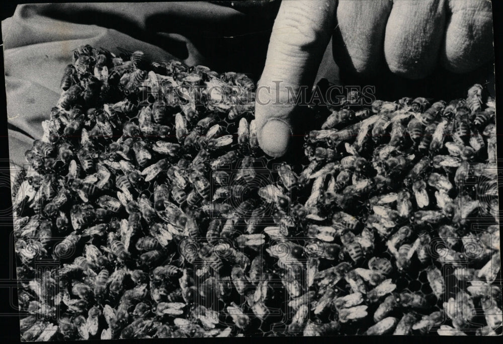 1974 Press Photo Joe Sedlak worker bees gloves brood - RRW04547 - Historic Images