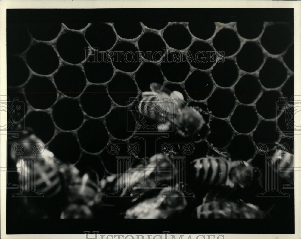 1987 Press Photo Bees Comb - RRW04549 - Historic Images