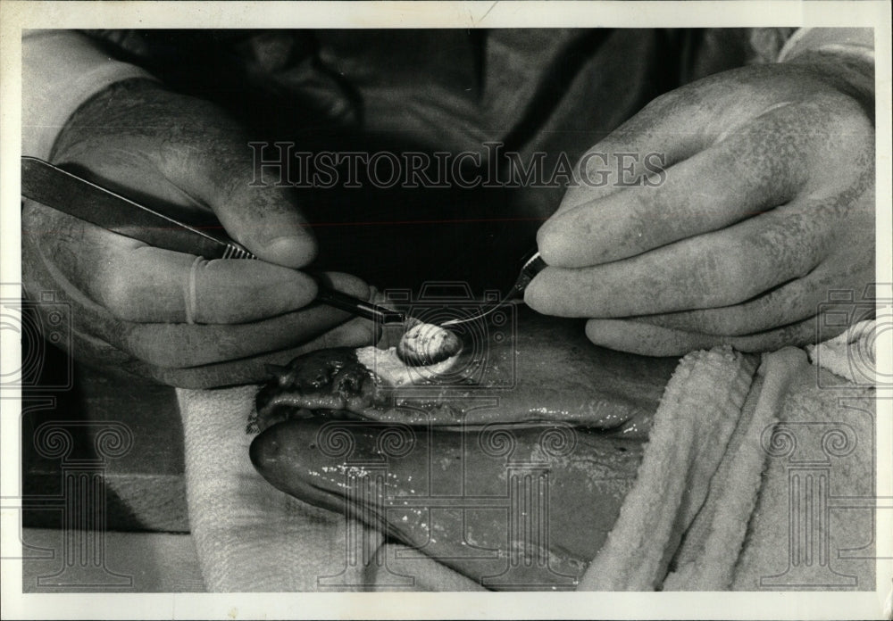 1978 Press Photo Eye Surgery Moray Eel - RRW04623 - Historic Images