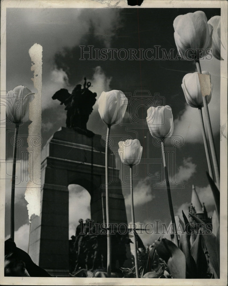 1952 Press Photo Tulips Flowers - RRW20119 - Historic Images