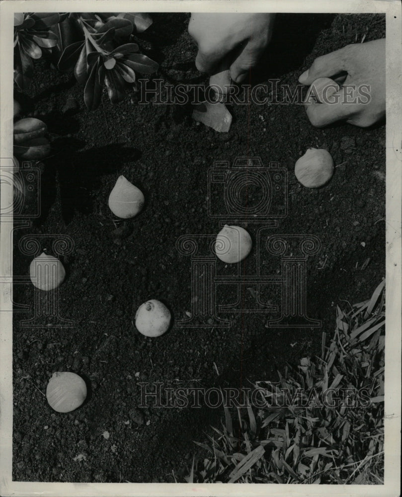 1954 Press Photo Planting Bulbs - RRW20531 - Historic Images