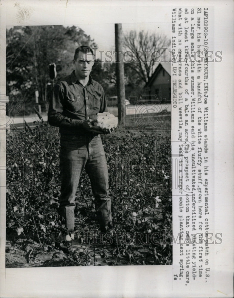 1959 Press Photo Joe Williams White Fluffy Stuff Cotton - RRW24575 - Historic Images