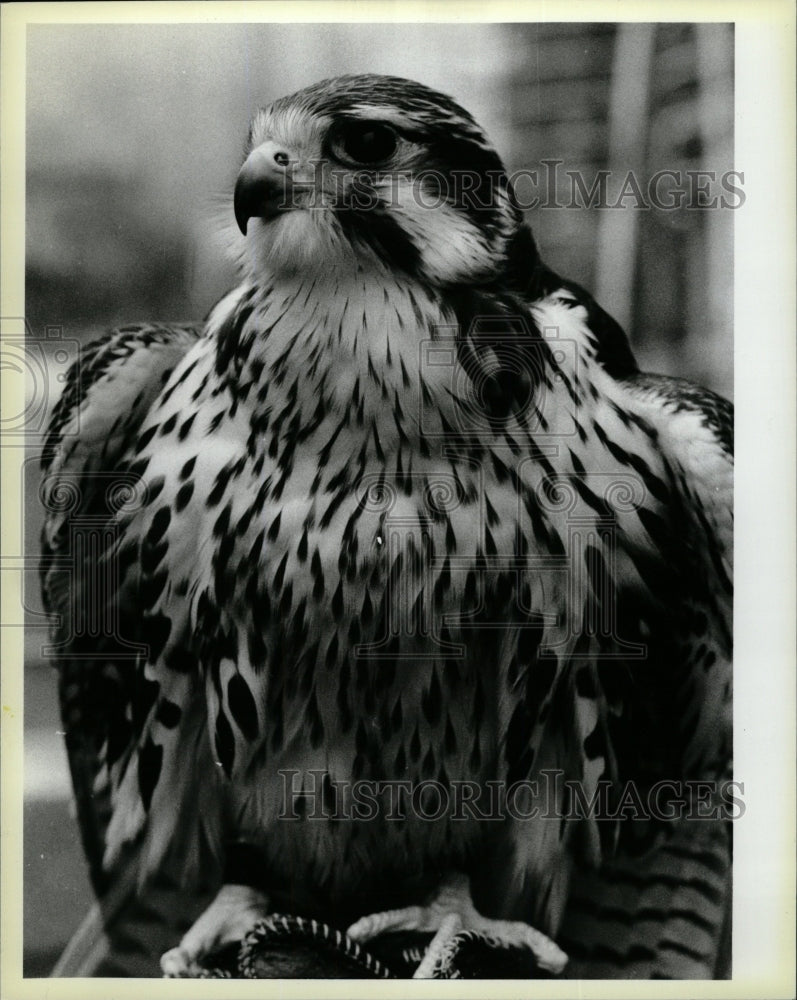 1984 Press Photo U.S. Air Force Academy Mascot &quot;Lola&quot; - RRW25301 - Historic Images