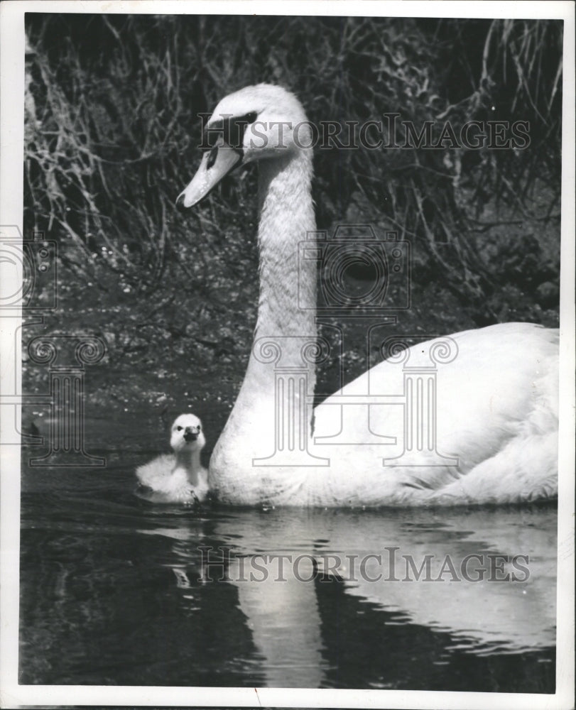 1959 Press Photo Swan Cygnet England. - RRW28131 - Historic Images