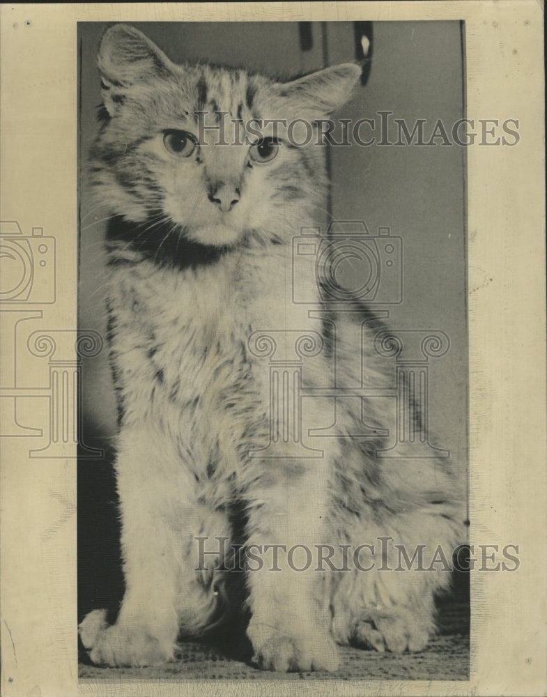 1947 Press Photo Cat 600 Mile Journey - RRW28947 - Historic Images