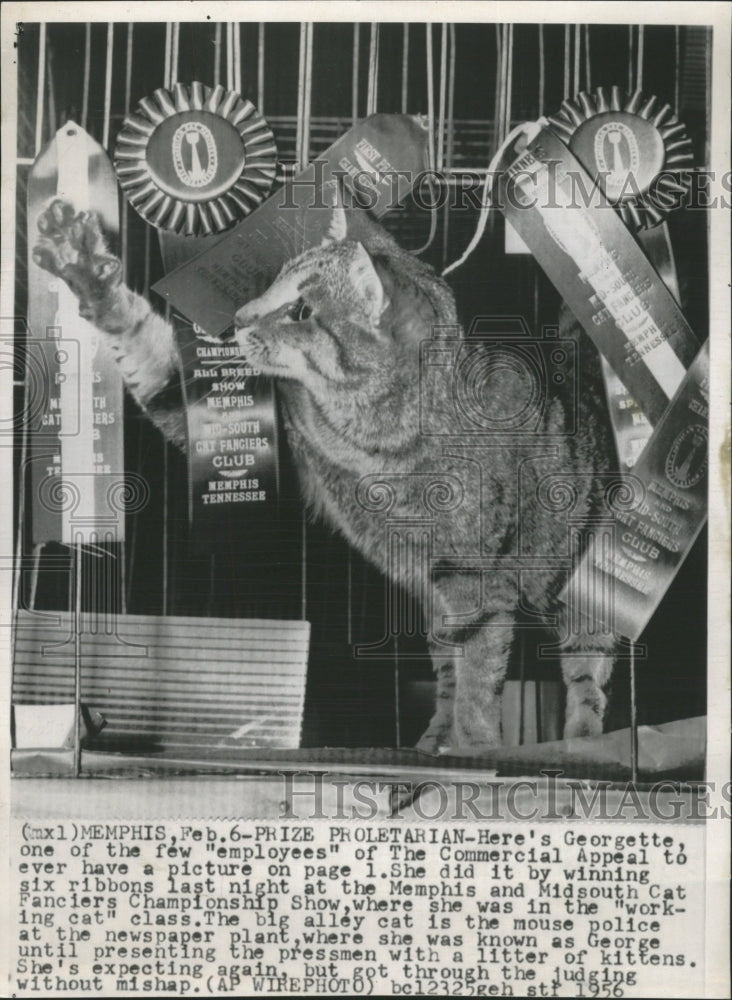 1956 Press Photo George Midsouth Cat Fancier Champion - RRW28963 - Historic Images