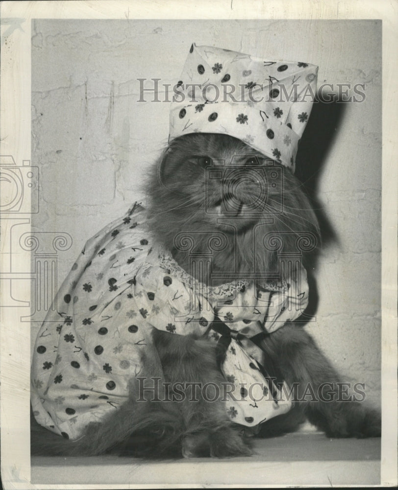 1960 Press Photo Sleepwear Kittens Cat Kitty Sports - RRW28973 - Historic Images