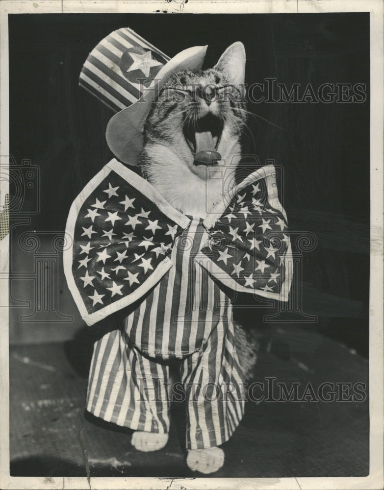 1956 Press Photo Roslyn Stock Cat Dressed up Patriotic - RRW28977 - Historic Images