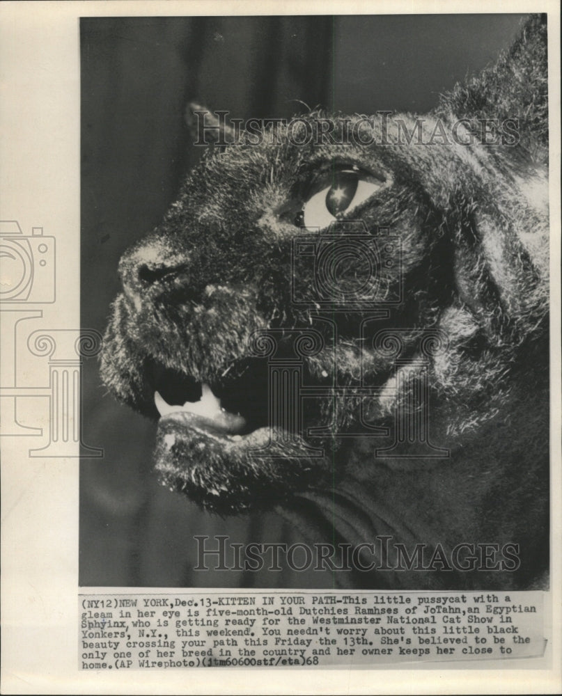 1968 Press Photo Egyptian JoTahn ittle pussycat gleam - RRW29353 - Historic Images