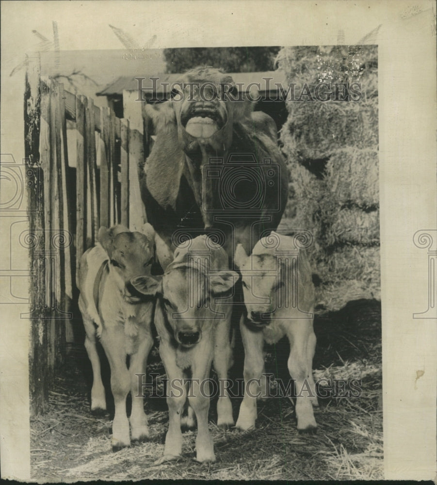 1956 Press Photo Clara Brown Swiss Hans Sulzer calves - RRW29363 - Historic Images