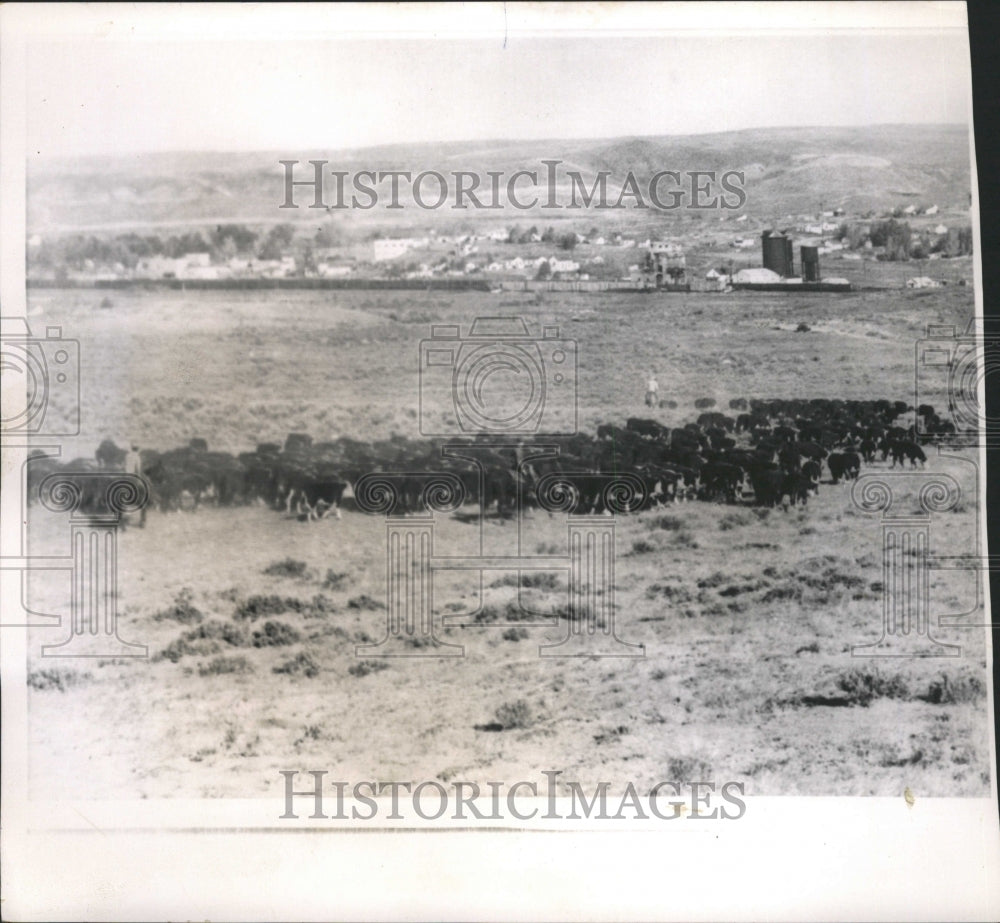 1963 Press Photo Cowboys Trail herd Harna Sagebrush - RRW29375 - Historic Images