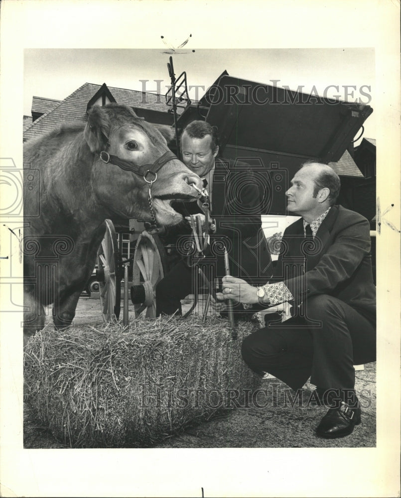 1974 Press Photo Simmental Augusteer Cattle Live Stock - RRW29425 - Historic Images