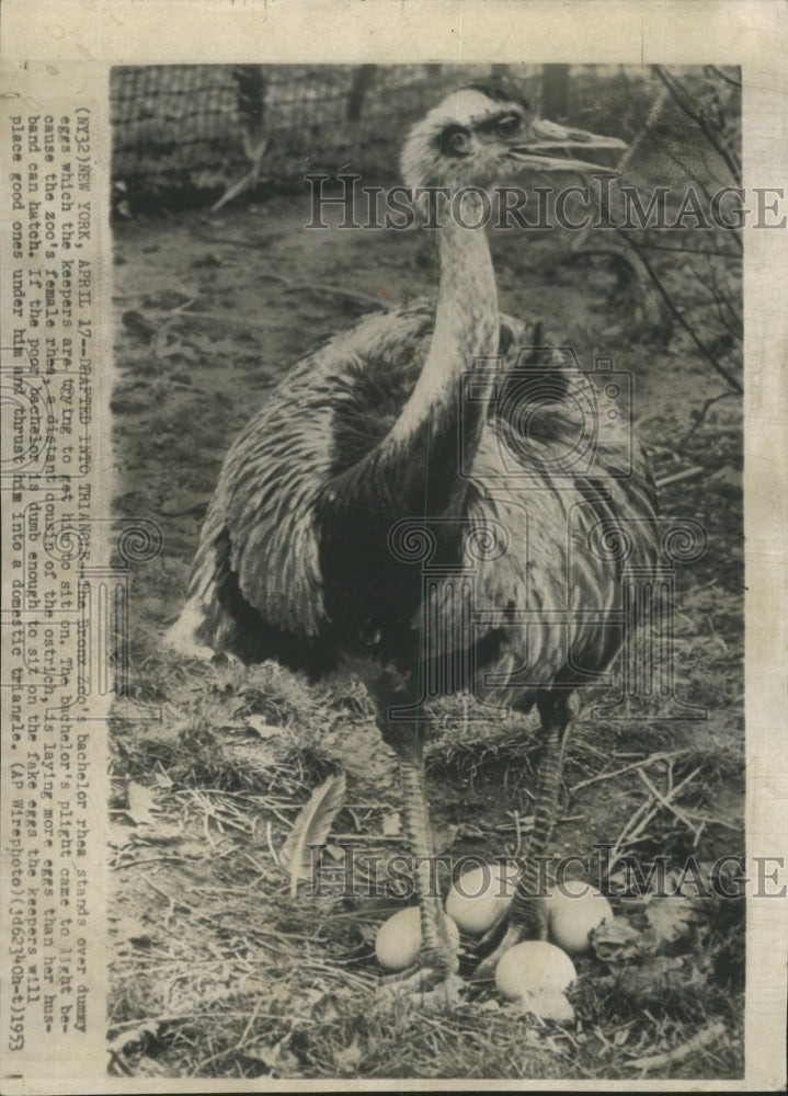 1953 Press Photo Bronx Zoo bachelor rhea eggs trys sits - RRW29505 - Historic Images