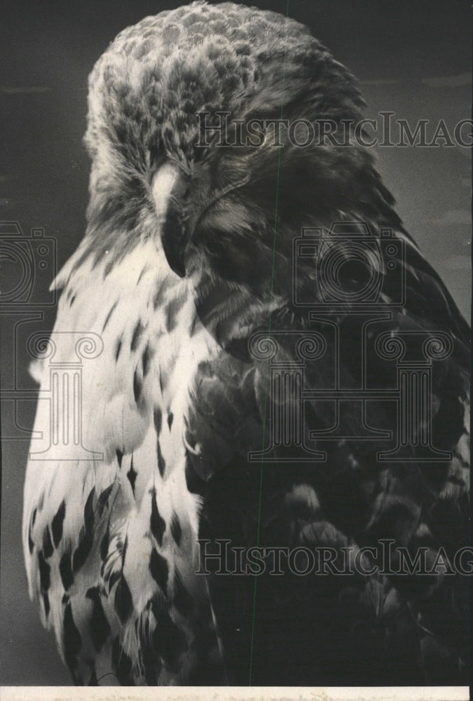 1973 Press Photo American Hawk photographed bit stern - RRW29509 - Historic Images