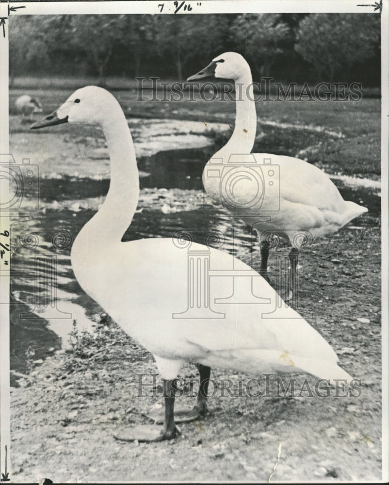 1958 Press Photo Paul Johnsgard Bewick Whistling swan - RRW29513 - Historic Images