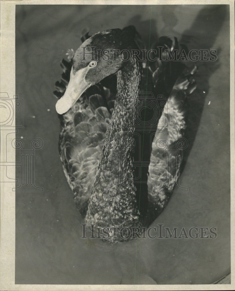 1953 Press Photo Black Swan at Lincoln Park RRW29515 Historic Images