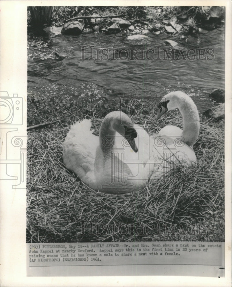 1961 Press Photo Swan Birds - RRW29517 - Historic Images