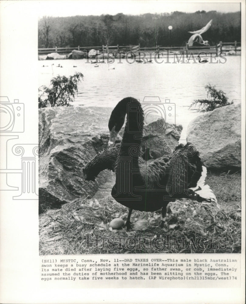 1974 Press Photo Male Black Australian Swan Marinelife - RRW29521 - Historic Images