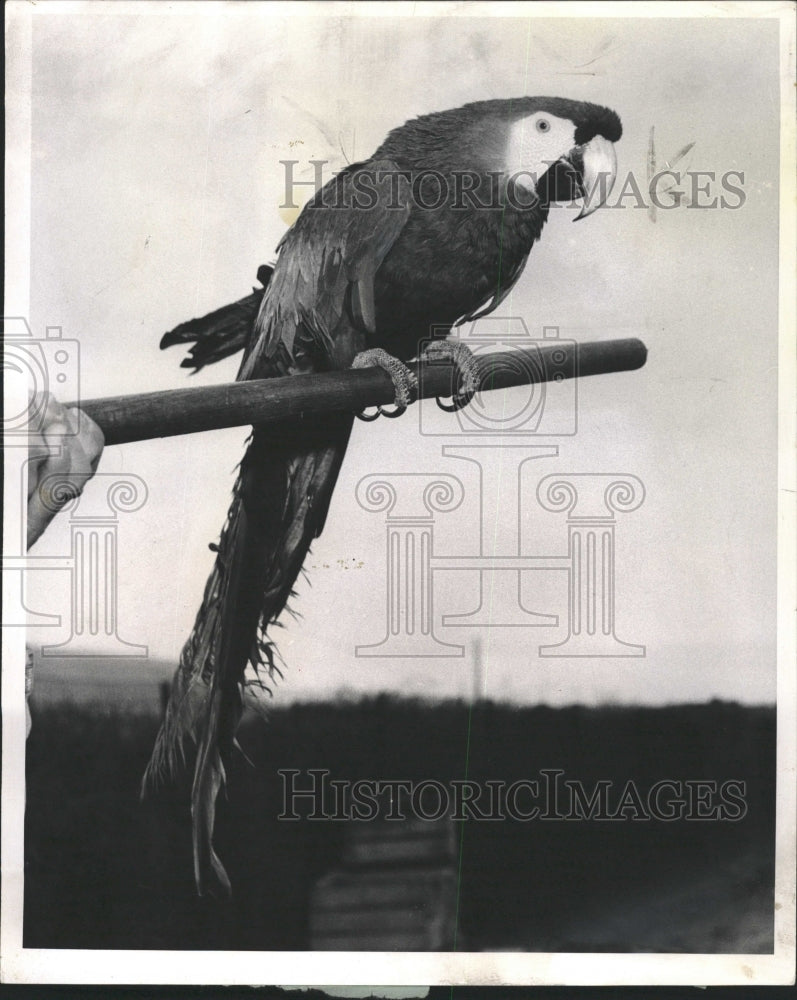 1959 Press Photo Red and Blue Macaw from S.America. - RRW29523 - Historic Images