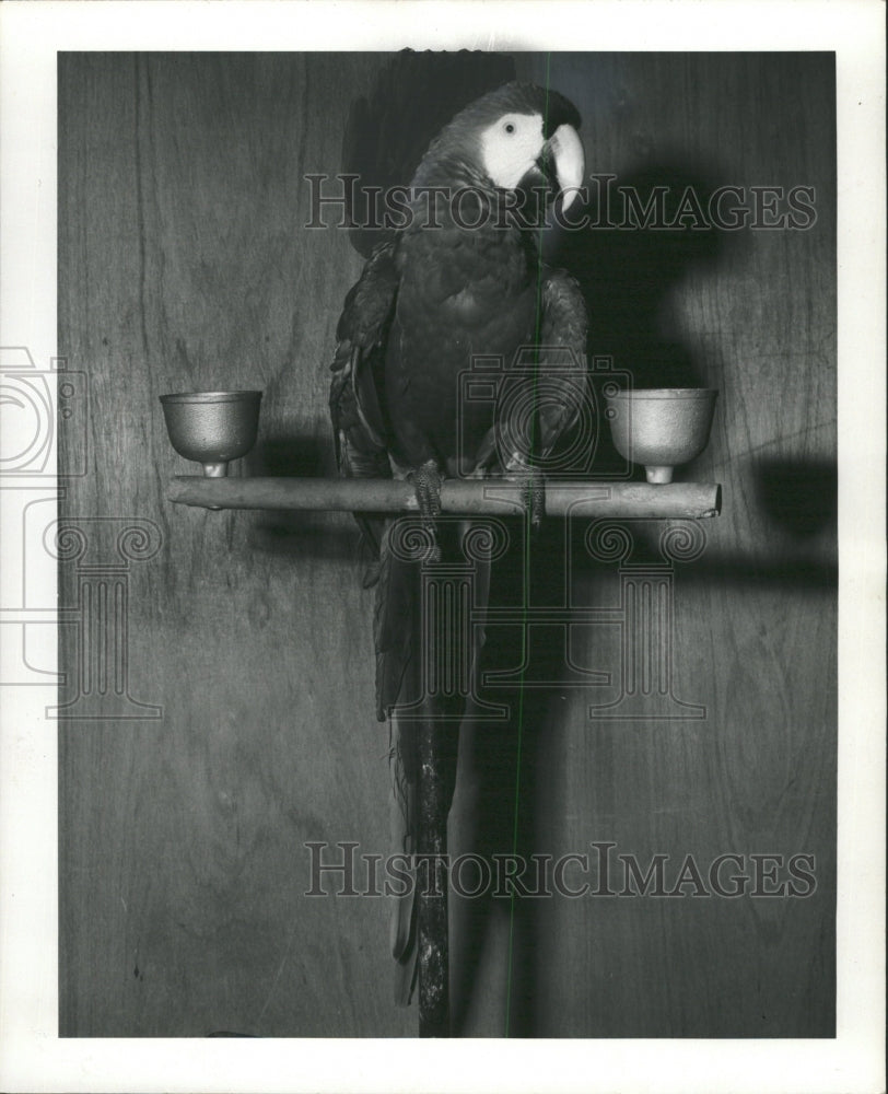 1976 Press Photo Macaw parrot birds mascot genuine Co - RRW29723 - Historic Images