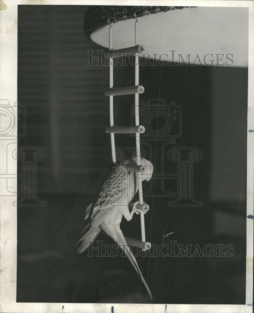 1953 Press Photo Parakeet Pete Swings On A Ladder - RRW29729 - Historic Images