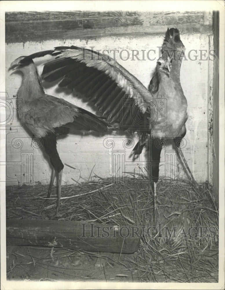 1938 Press Photo Serpentarius Secretarius - RRW29749 - Historic Images