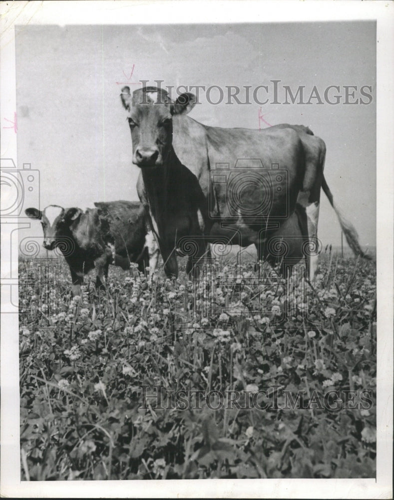 1952 Press Photo Guernsey Cattle Enjoy Lading Clover - RRW29779 - Historic Images