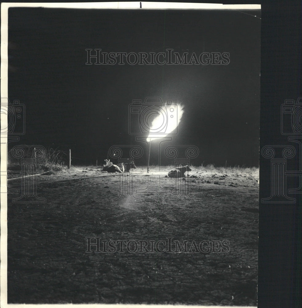 1966 Press Photo Cattle Cows - RRW29795 - Historic Images