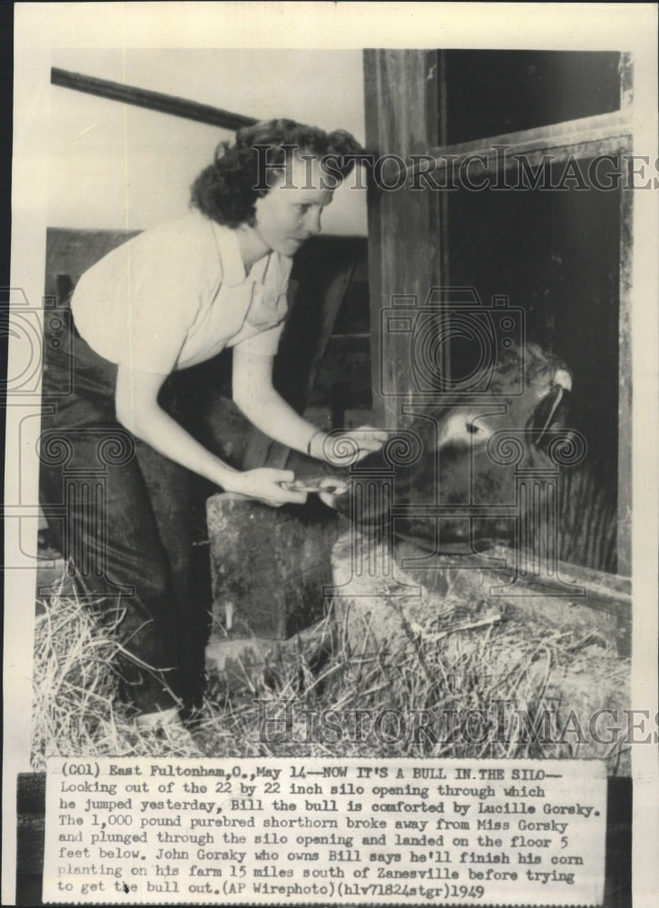 1949 Press Photo Bill The Bull Stuck In A Silo - RRW29803 - Historic Images