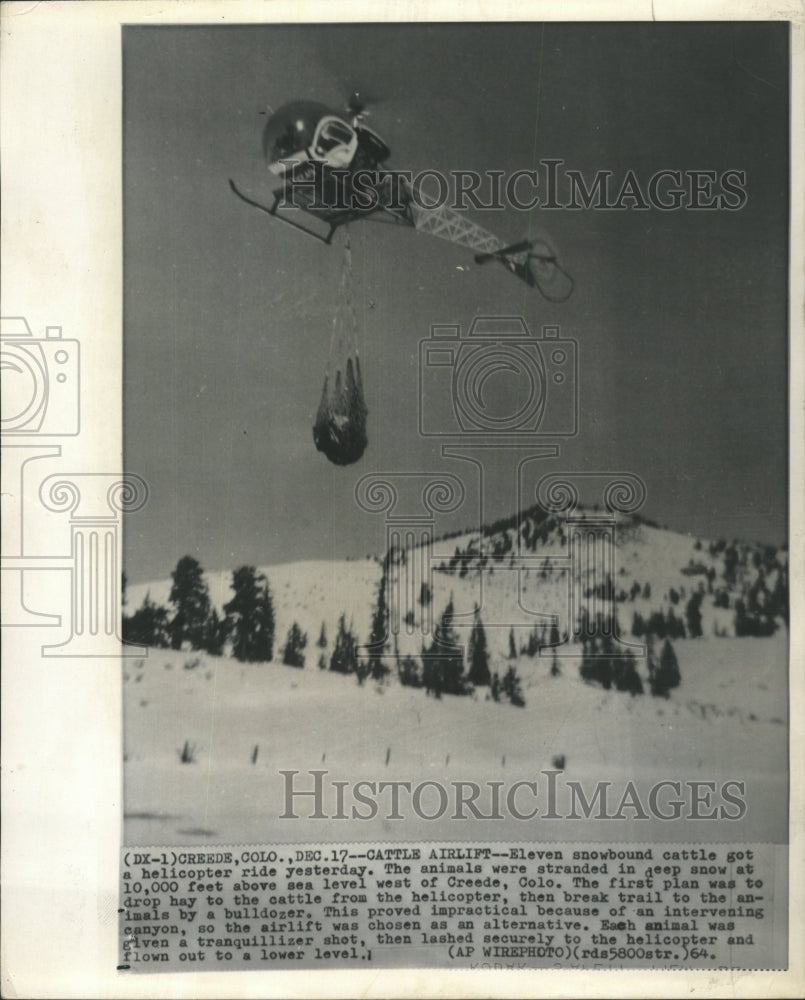 1964 Press Photo Cattle airlift Eleven snowbound cattle - RRW29807 - Historic Images