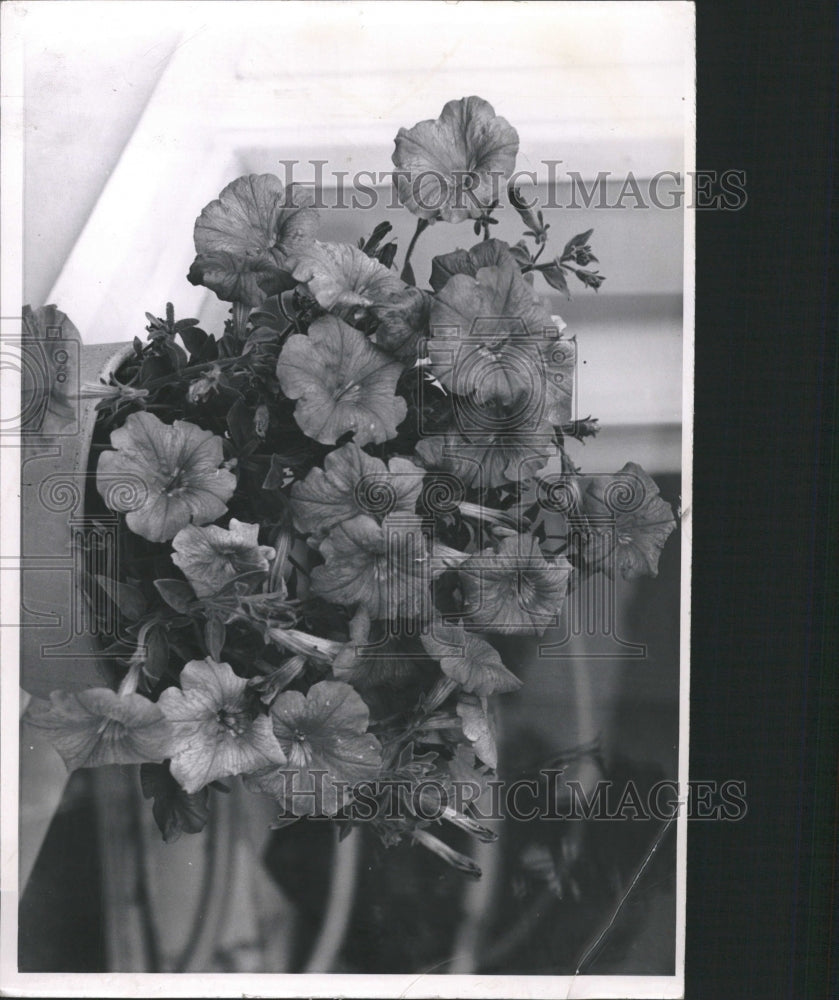 1953 Press Photo Picture of a petunia flower. - RRW30091 - Historic Images