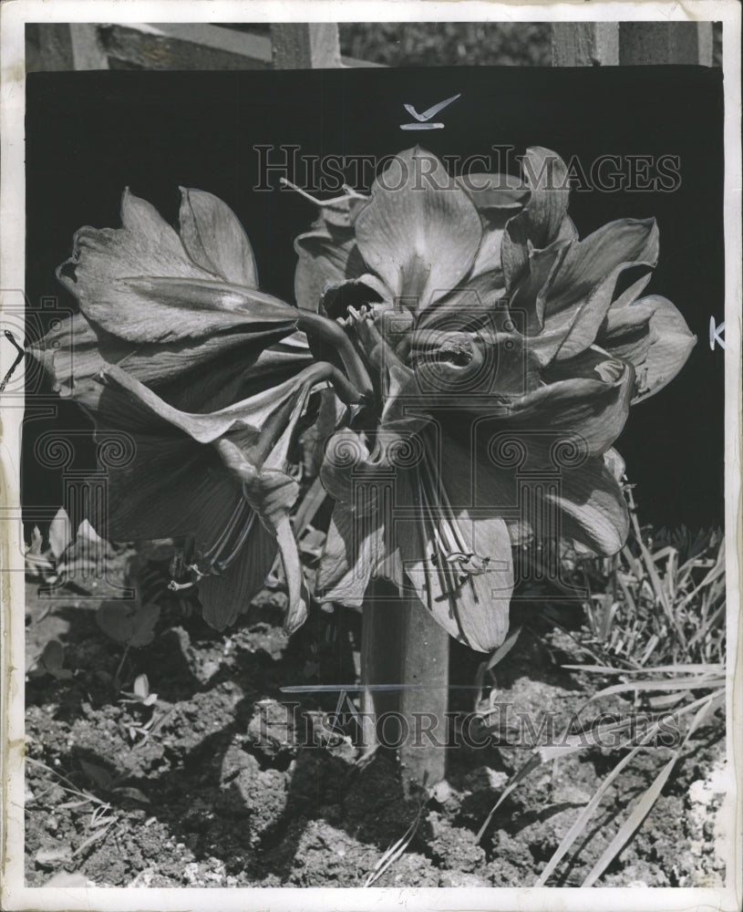 1942 Press Photo Carroll Garden Yorkshire Ave Flower - RRW31213 - Historic Images