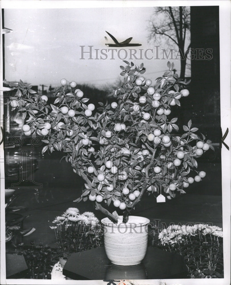 1963 Press Photo Oranges growing in a planter - RRW33231 - Historic Images