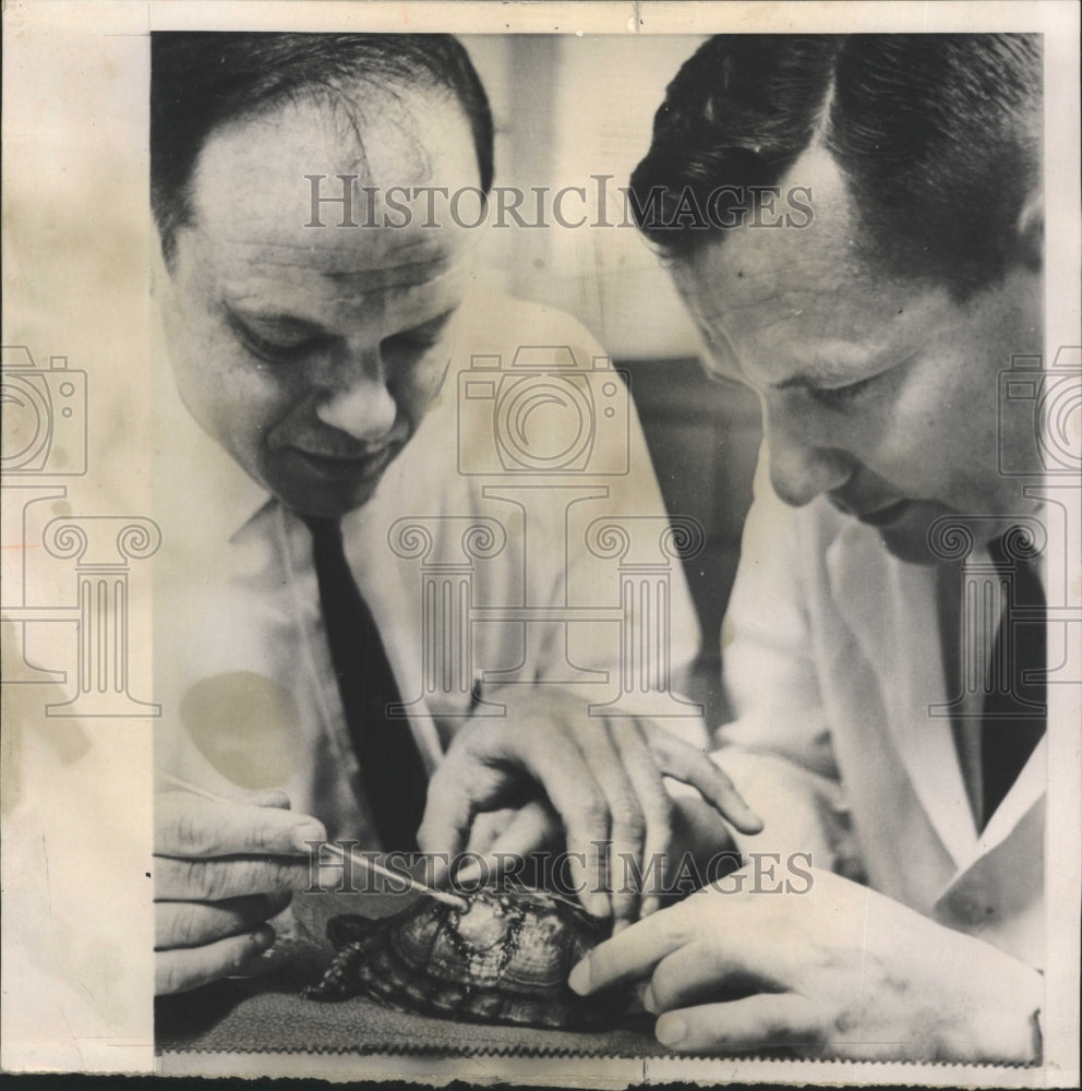 1964 Press Photo Drs Falco &amp; Zeman Help A Turtle - RRW34227 - Historic Images